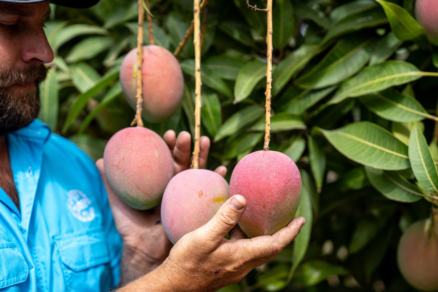 Growers_LR_Ontario Farm_Calypso Mango_Ray Courtice_17