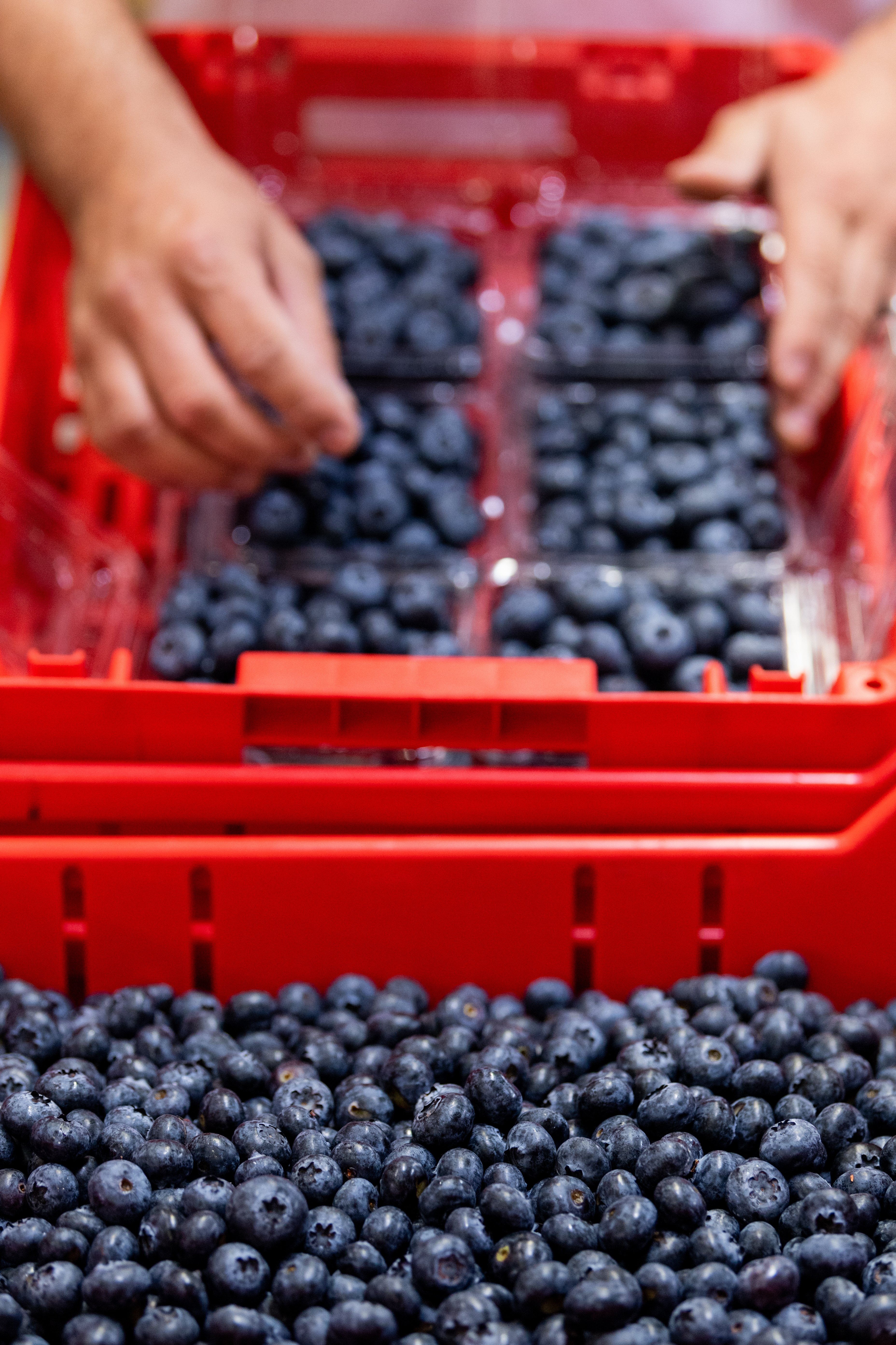 Places_FR_Perfection Berries Bundaberg_Blueberries_Packhouse_2022_05