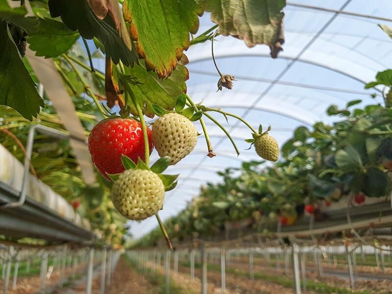 Places_WR_Perfection-Berries-Tasmania_Strawberries_2022_58