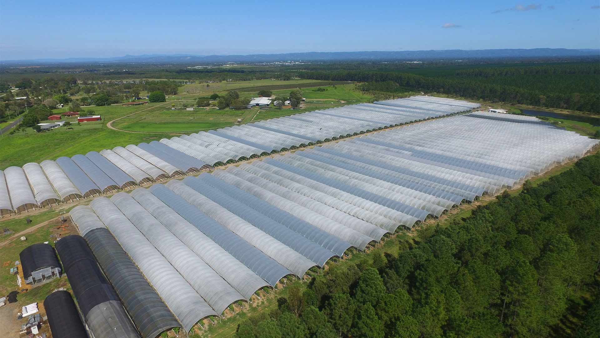 Places_WR_Raspberries_Blueberries_Aerial_Perfection-Berries-Caboolture_2016_6_1920x1080