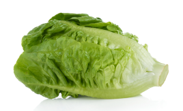 Cos Lettuce