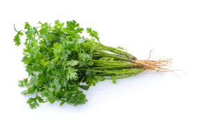 Coriander