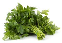 Continental Parsley